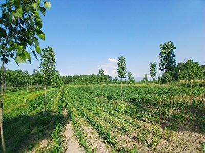 BEDİLTAHİRBEY'DE FIRSAAT TARLA! PEYZAJ VE TARIMA UYGUN — fotoğraf 31