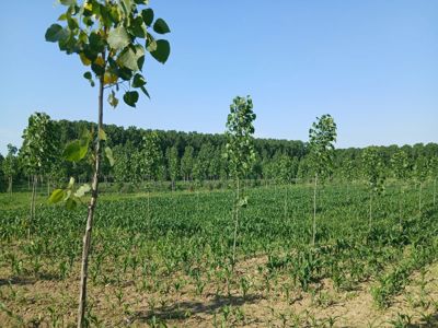 BEDİLTAHİRBEY'DE FIRSAAT TARLA! PEYZAJ VE TARIMA UYGUN — fotoğraf 19